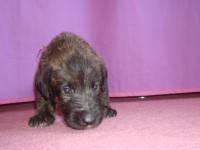 /album/fotogalerie-stenata-puppies/vlkodav-058-jpg/